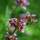 dragonfly soft look